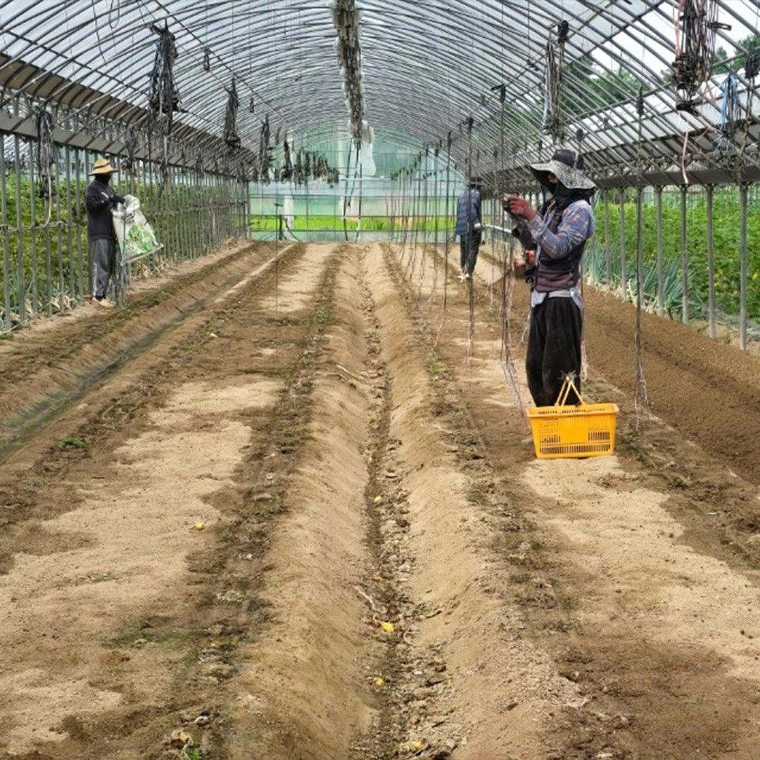 요즘 쌈채소 준비에 후반기 오이 정식에
�토마토 밭 정리까지 할