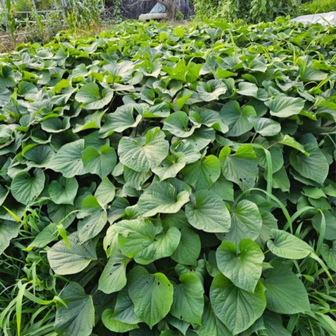 밭에서 직접수확해서 보내드리고있어요~