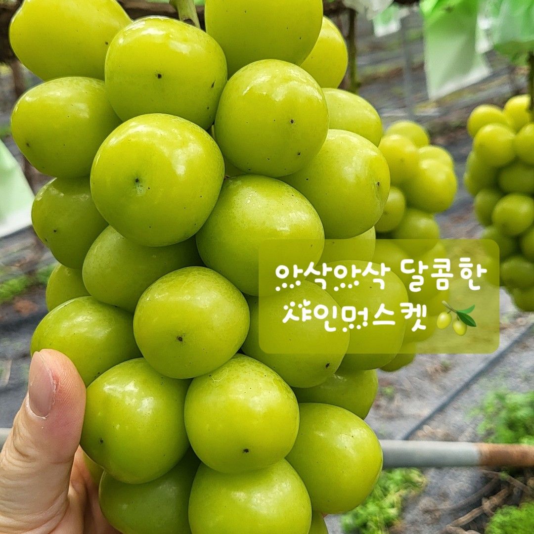 이야기 사진입니다.