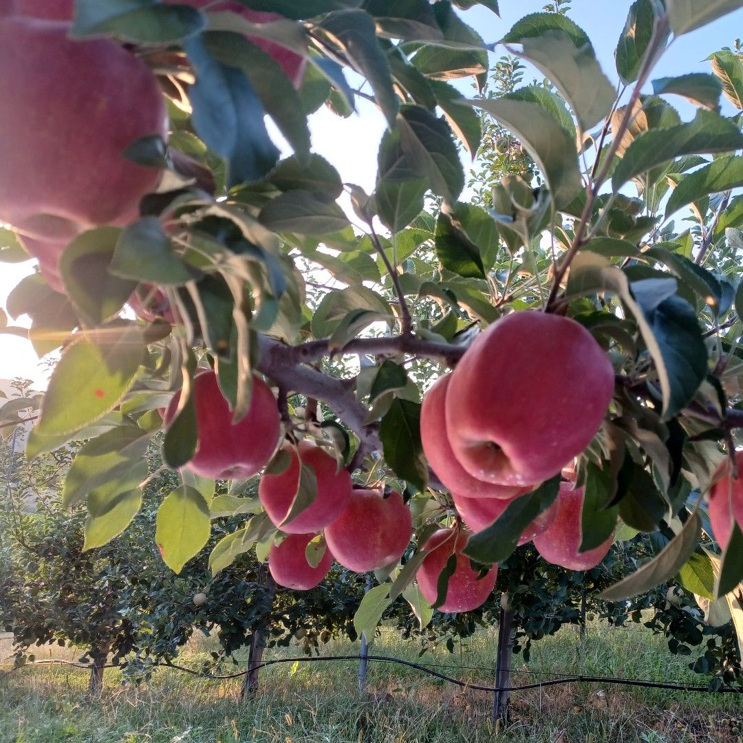 경북 안동 바드레길에서 사과를 재배하고 있는 바드레농장입니다
