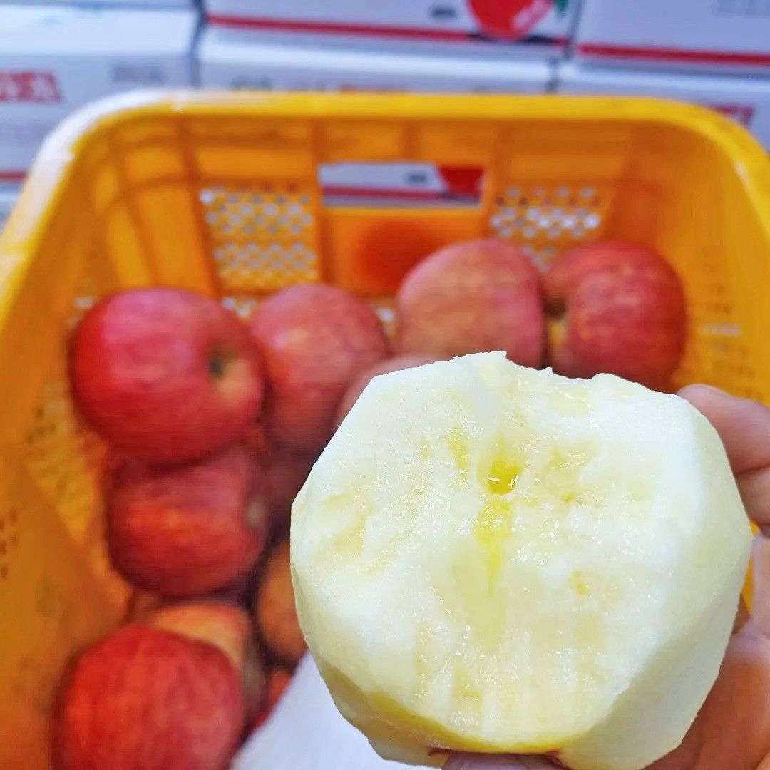 🍎경북 안동 바드레길에서 재배한 부사 사과
🍎온종일 햇살 받은