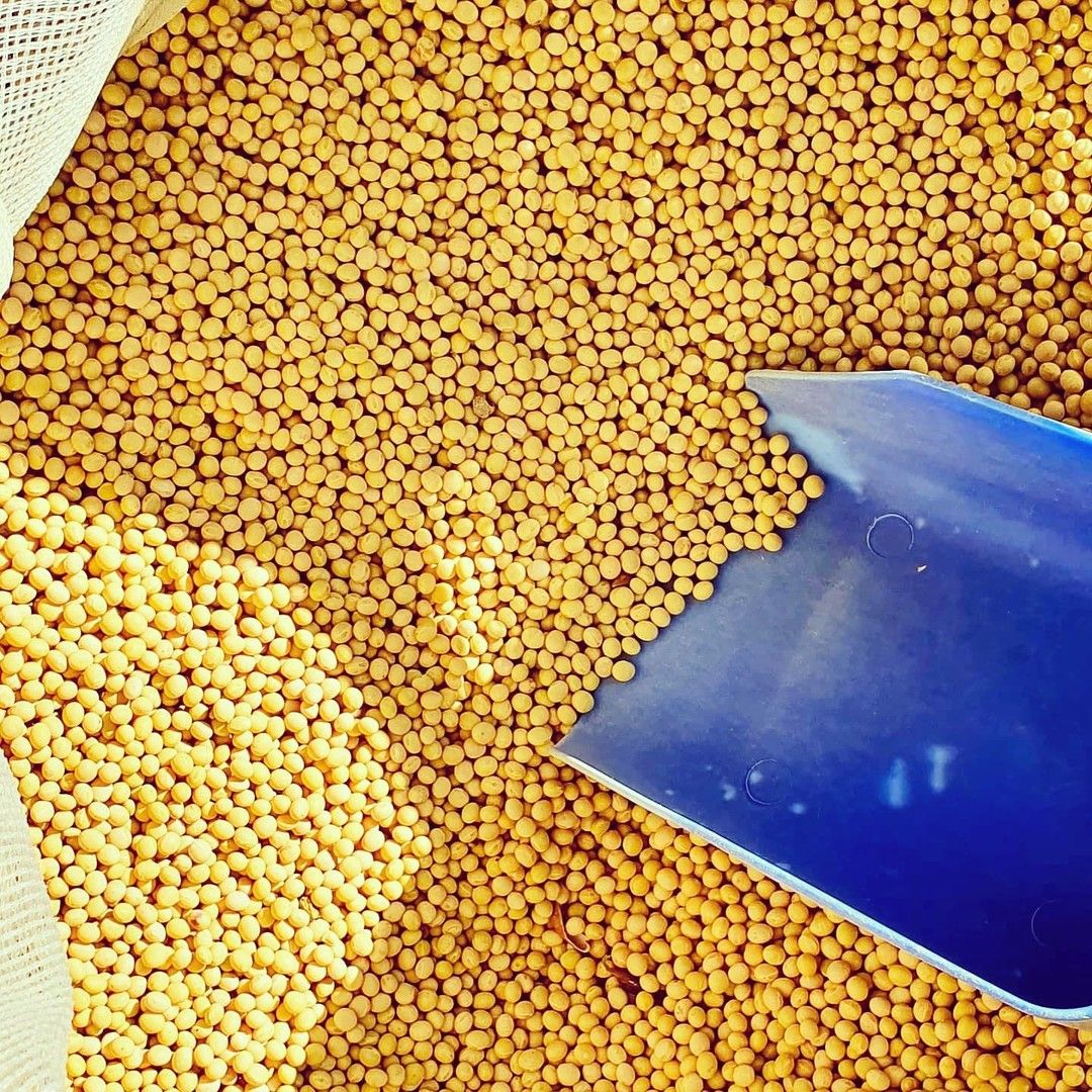 경북 성주 가야산아래에�서 유황농법으로 정성스럽게 지은 콩입니다.